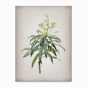 Vintage Pleomele Botanical on Parchment Canvas Print