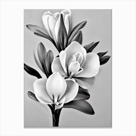 Freesia B&W Pencil 4 Flower Canvas Print