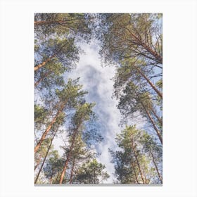 A Walk In The Forest Canvas Print