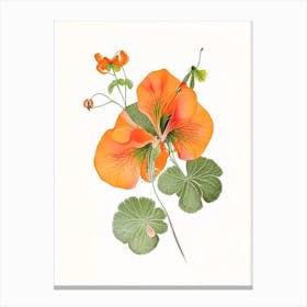 Nasturtium Floral Quentin Blake Inspired Illustration 1 Flower Canvas Print