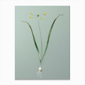 Vintage Allium Scorzonera Folium Botanical Art on Mint Green n.0435 Canvas Print