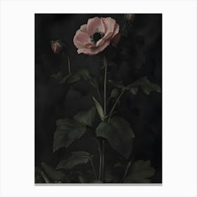 Pink Poppy 1 Canvas Print