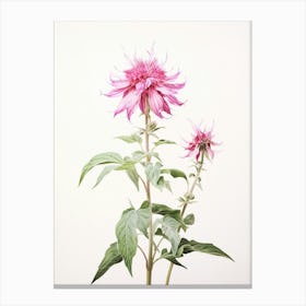 Pressed Flower Botanical Art Bee Balm 1 Canvas Print