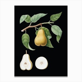 Vintage Pear Botanical Illustration on Solid Black n.0849 Canvas Print