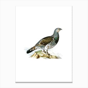 Vintage Western Capercaillie Bird Illustration on Pure White n.0102 Canvas Print