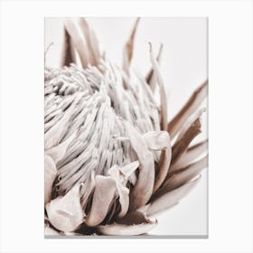 Autumn Protea 1 Canvas Print