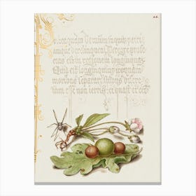 Spider, Sweet Cherry Flower, And English Oak Leaf With Galls From Mira Calligraphiae Monumenta, Joris Hoefnagel Canvas Print