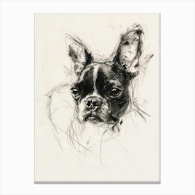 Boston Terrier Dog Charcoal Line 3 Canvas Print