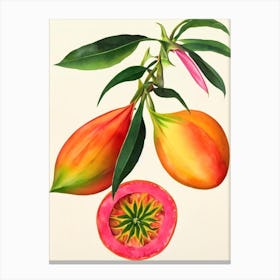 Dragonfruit Watercolour Fruit Painting Fruit Canvas Print