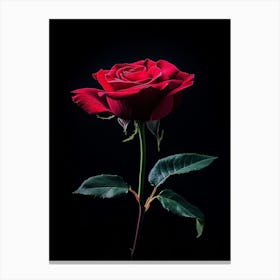 Single Red Rose On Black Background 14 Canvas Print