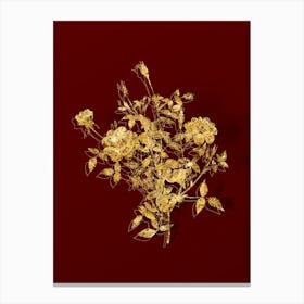 Vintage Dwarf Rosebush Botanical in Gold on Red n.0506 Canvas Print