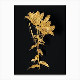 Vintage Orange Bulbous Lily Botanical in Gold on Black Canvas Print