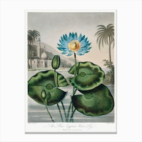 The Blue Egyptian Water Lily From The Temple Of Flora (1807), Robert John Thornton Canvas Print