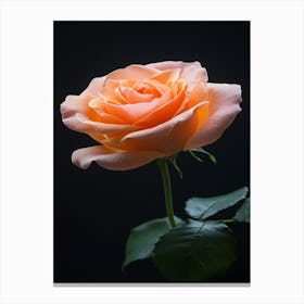 Peach Rose 29 Canvas Print