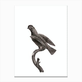 Vintage Guianan Cock Of The Rock Female Bird Illustration on Pure White Canvas Print