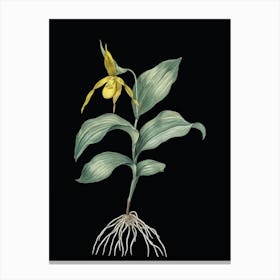 Vintage Yellow Lady's Slipper Orchid Botanical Illustration on Solid Black n.0189 Canvas Print