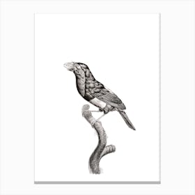 Vintage Coppersmith Barbet Bird Illustration on Pure White 1 Canvas Print