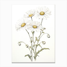Daisies Flower Vintage Botanical 2 Canvas Print