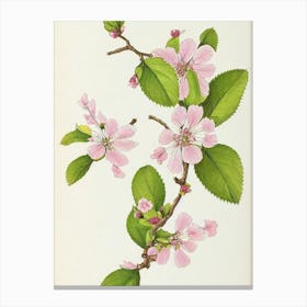 Cherry Blossom Vintage Botanical 2 Flower Canvas Print
