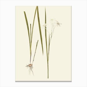 Allium Schoenoprasum Canvas Print