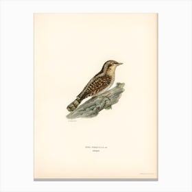 Eurasian Wryneck, The Von Wright Brothers Canvas Print