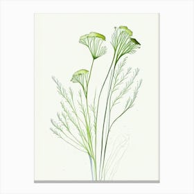 Fennel Herb Minimalist Watercolour 1 Canvas Print