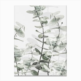 Eucalyptus_2192481 Canvas Print