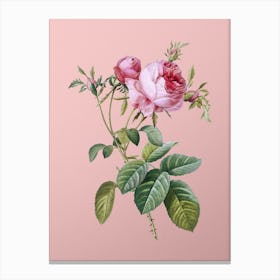 Vintage Pink Cabbage Rose de Mai Botanical on Soft Pink n.0338 Canvas Print