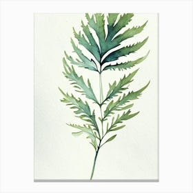 Wormwood Leaf Minimalist Watercolour 4 Canvas Print