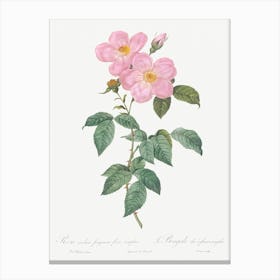 Single Tea Scented Rose, Pierre Joseph Redoute Canvas Print
