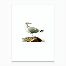 Vintage European Herring Gull Bird Illustration on Pure White n.0109 Canvas Print