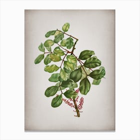 Vintage Carob Tree Botanical on Parchment n.0780 Canvas Print