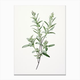 Wingter Savory Vintage Botanical Herbs 1 Canvas Print