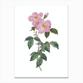 Vintage Tea Scented Roses Bloom Botanical Illustration on Pure White n.0027 Canvas Print
