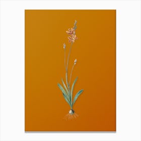 Vintage Mossel Bay Tritonia Botanical on Sunset Orange n.0198 Canvas Print