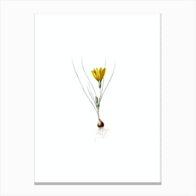 Vintage Ixia Filifolia Botanical Illustration on Pure White Canvas Print