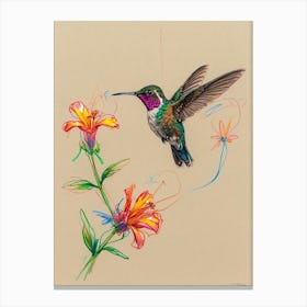 Hummingbird 14 Canvas Print