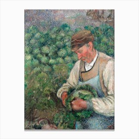 The Gardener Old Peasant With Cabbage (1883 1895), Camille Pissarro Canvas Print