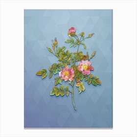 Vintage Pink Rosebush Bloom Botanical Art on Summer Song Blue n.0641 Canvas Print