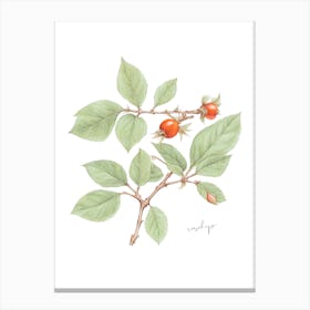 English Hedgerow Rosehip - Botanical Wall Print Set | Floral Collection Canvas Print