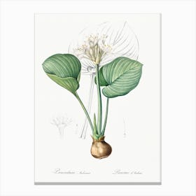Cardwell Lily, Pierre Joseph Redoute Canvas Print