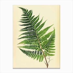 Vintage Illustration Forked Fern 3 Canvas Print