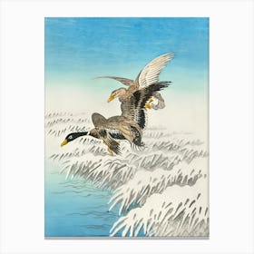 Ducks In Flight Canvas Print