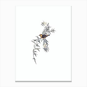 Vintage Orange Fronted Chat Bird Illustration on Pure White n.0380 Canvas Print