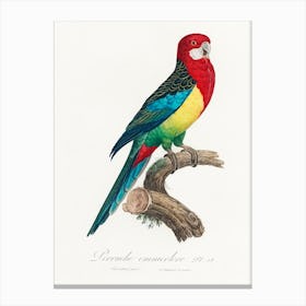 The Eastern Rosella,From Natural History Of Parrots, Francois Levaillant Canvas Print
