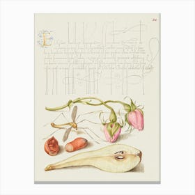 French Rose, Crane Fly, European Filbert, And Common Pear From Mira Calligraphiae Monumenta, Joris Hoefnagel Canvas Print