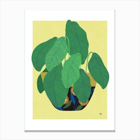 Calathea flowers plant Canvas Print