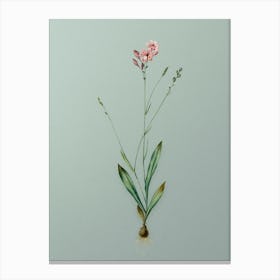 Vintage Gladiolus Junceus Botanical Art on Mint Green n.0959 Canvas Print