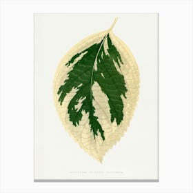 Vintage Botanical Art Print _2643238 Canvas Print