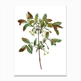 Vintage Honeyberry Flower Botanical Illustration on Pure White n.0874 Canvas Print